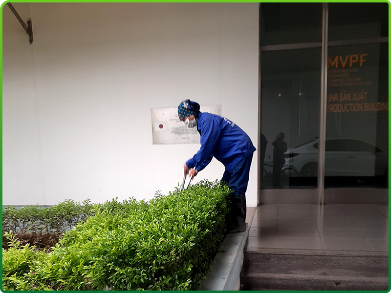 Dịch vụ chăm sóc cây cảnh