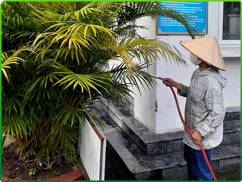 Dịch vụ chăm sóc cây xanh định kỳ