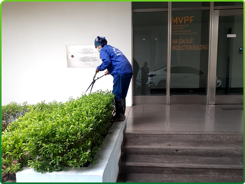 Dịch vụ cắt tỉa cỏ cây